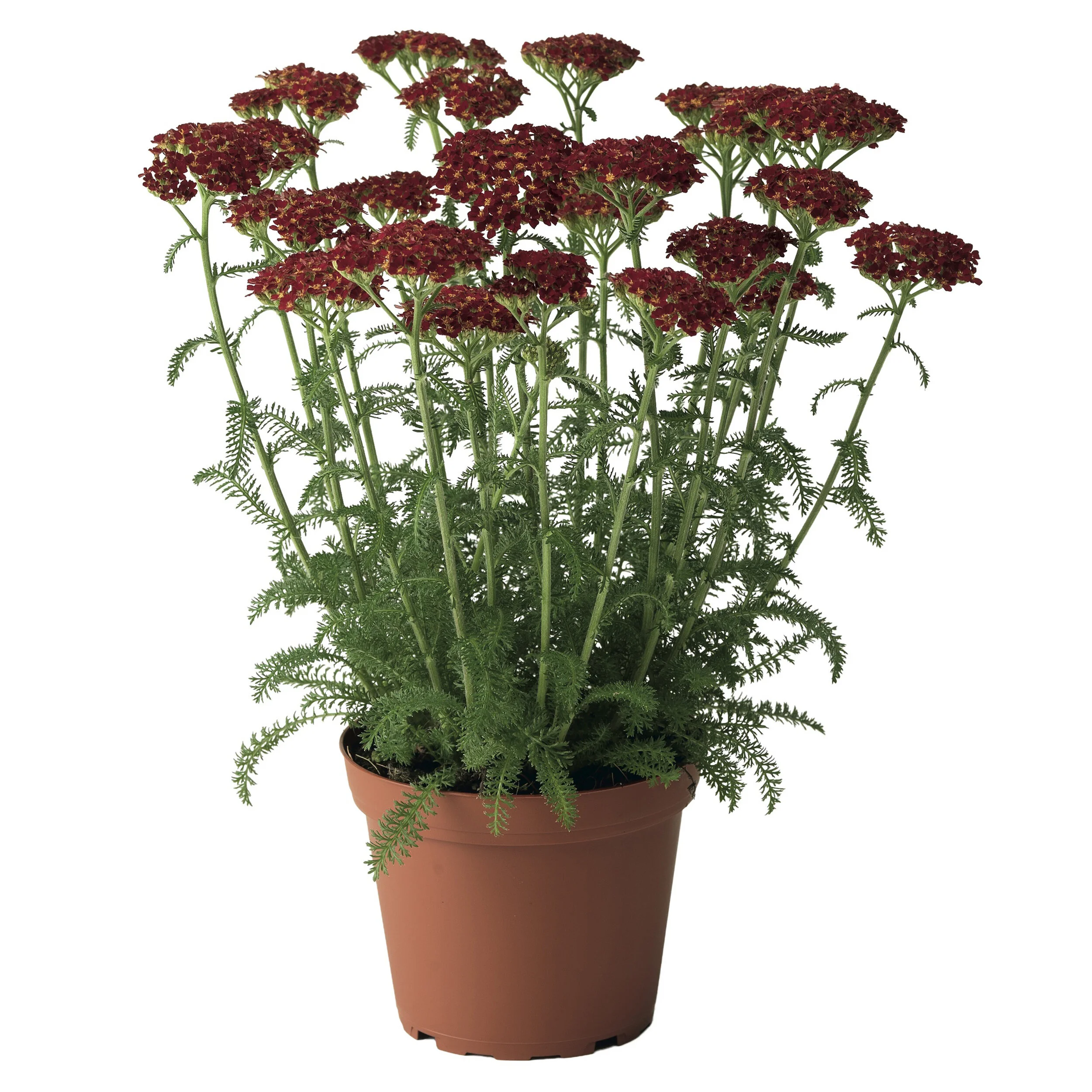 Тысячелистник Achillea millefolium Red Velvet